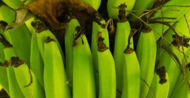 Stalking the Wild Banana