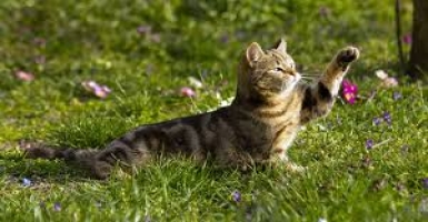 Why Support the Banana Label Catalog