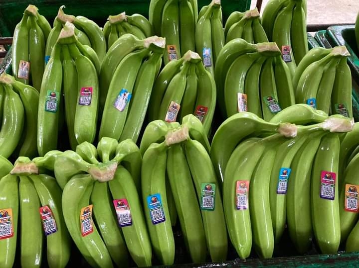 Set Bananalabel Catalog